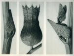 Karl Blossfeldt Courtesy Karl Blossfeldt Archiv Stiftung Ann und Jurgen Wilde Pinakothek der Moderne Munchen A lezione dalla natura al festival del design del Lago di Como