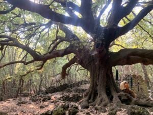 Buone pratiche in Sicilia. Il caso di OPERA Festival sotto l’Etna