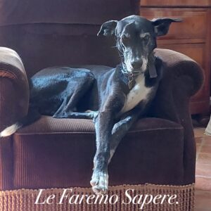 Daniele Milvio - Le Faremo Sapere