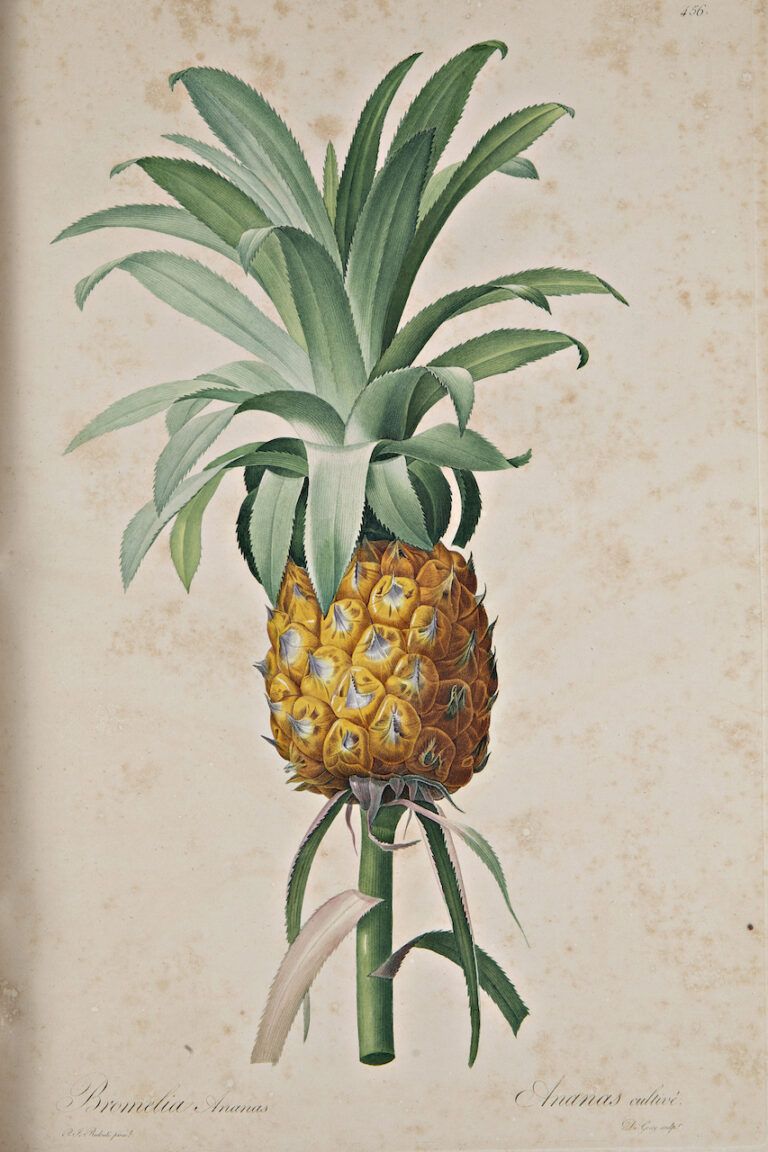 Ars Botanica, courtesy Castello di Miramare