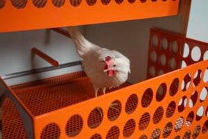 Una villa liberty di Torino si riempie di galline e pollai d’artista durante i giorni di Artissima