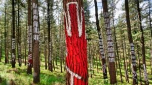 La foresta d’artista di Agustín Ibarrola rinasce nei Paesi Baschi 