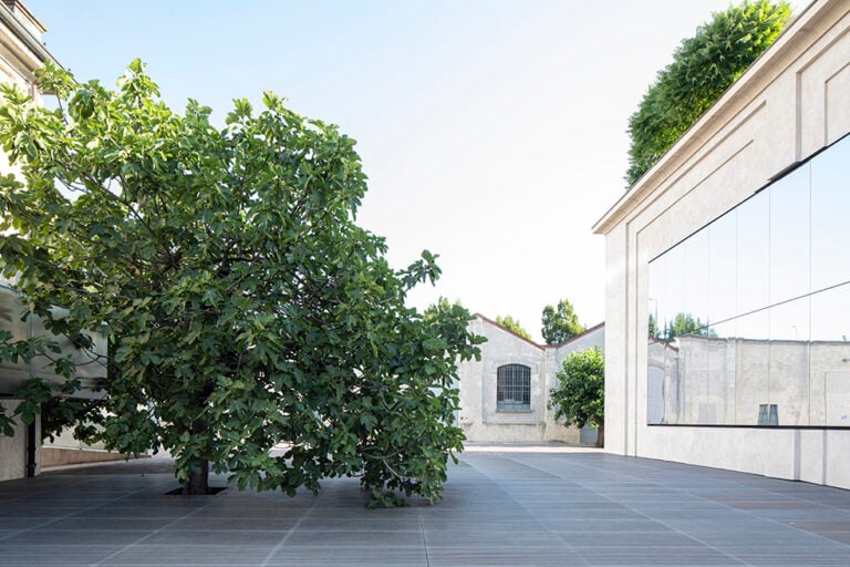 Fondazione Prada, Ficus carica. Ph Matteo Carassale