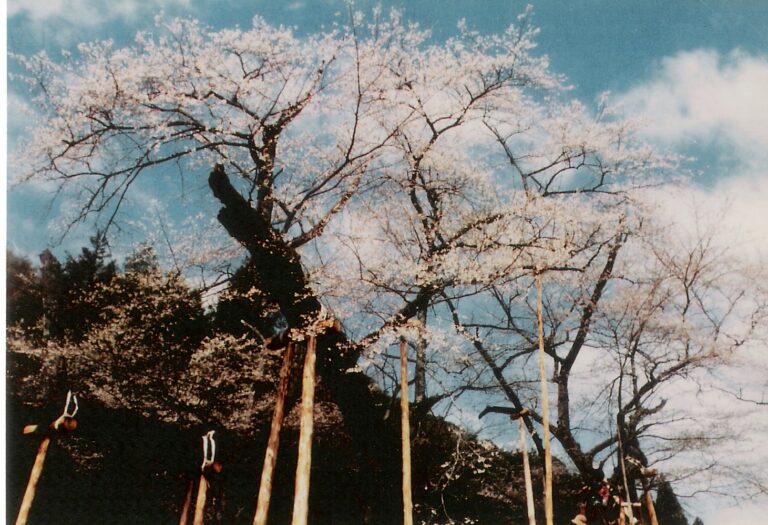 HANEDA Sumiko Usuzumi no sakura (1977) 16 mm, 43’, Giappone Courtesy dell’artista