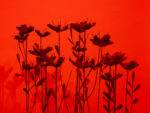Oxilia Gallery, Aleksandra Liput exhibition view, courtesy Oxilia Gallery