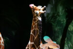 Animali fantastici, Bologna. Foto di Gianfranco Fortuna per Arthemisia