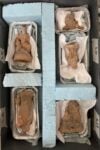 Laboratorio restauro Statuine 1 681x1024 1 A Pompei è emerso un "presepe romano" durante gli scavi