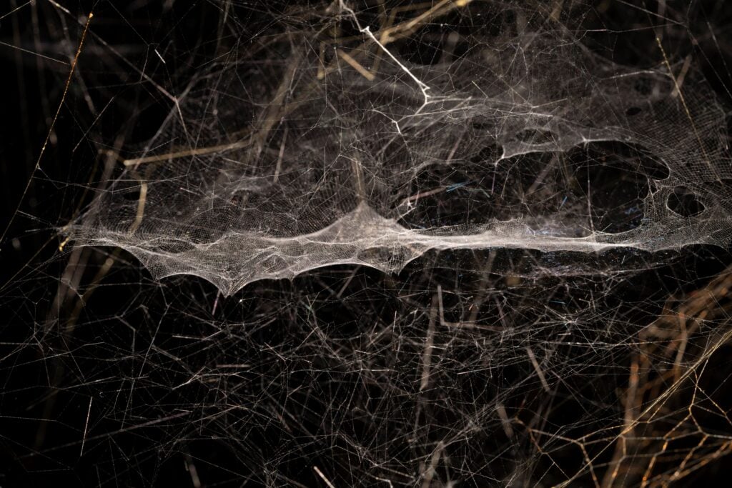 Life(s) of Webs, arachnophobias, arachnophilias, and other stories. Photo Amedeo Benestante