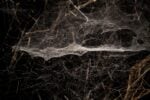 Life(s) of Webs, arachnophobias, arachnophilias, and other stories. Photo Amedeo Benestante