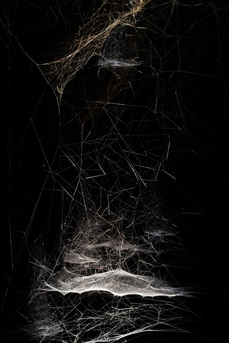 Life(s) of Webs, arachnophobias, arachnophilias, and other stories. Photo Amedeo Benestante