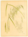 Studio di erbe, da Le Japon Artistique, Maggio 1888, Collezione MG