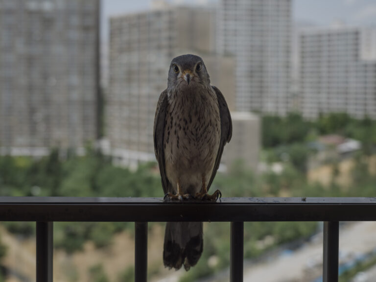 © Newsha Tavakolian, And They Laughed At Me. After the death of my father in 2019 a young hawk came to my window every day for 6 months