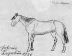 Antonio Ligabue, Cavallo irlandese