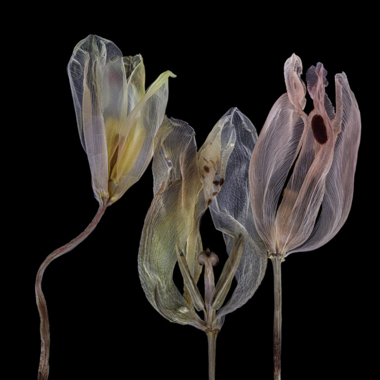 Kathrin Linkersdorff, Fairies I 4, 2020, Archival pigment print Edition of 3 + 2AP 150 x 150 cm © Kathrin Linkersdorff