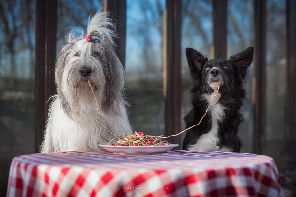 Fotografare i cani. Chi è e che cosa fa un dog photograper 