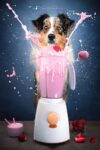 Dog photography. Photo Mattia Gorno