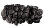 Oliviero Toscani, Cacca di lama, 1998. Courtesy the artist