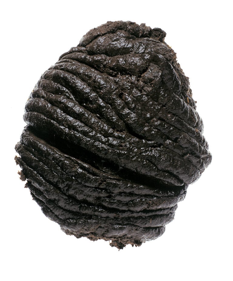 Oliviero Toscani, Cacca di mucca, 1998. Courtesy the artist
