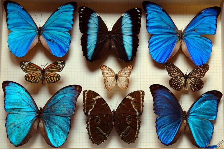 Collezione farfalle