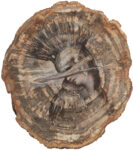 Agostino Arrivabene, Athena, 2024, oil on petrified fossil wood, 36 x 32 cm