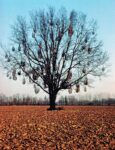 Albero dei cento nidi, Lodi 1992