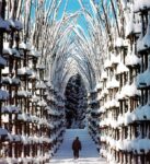 Giuliano Mauri, Cattedrale Vegetale Arte Sella, 2001