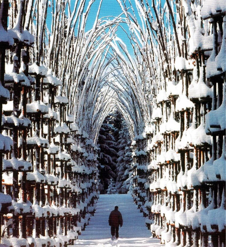 Giuliano Mauri, Cattedrale Vegetale Arte Sella, 2001