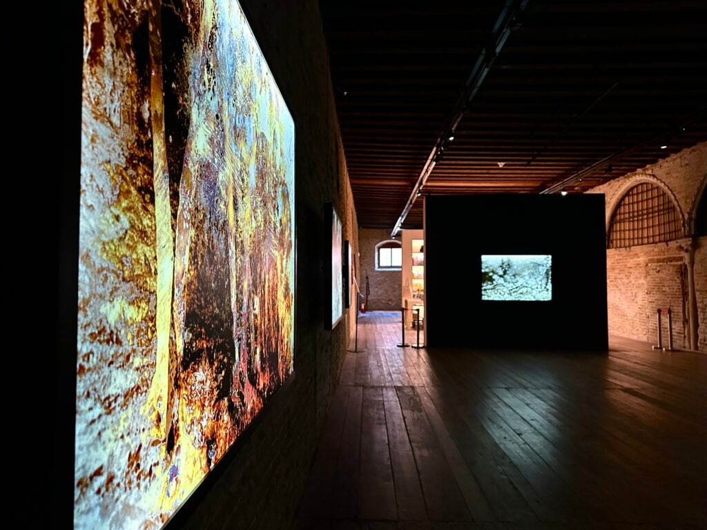 Joan Fontcuberta, Cultura di polvere, installation view at Museo Fortuny, Venezia, 2024