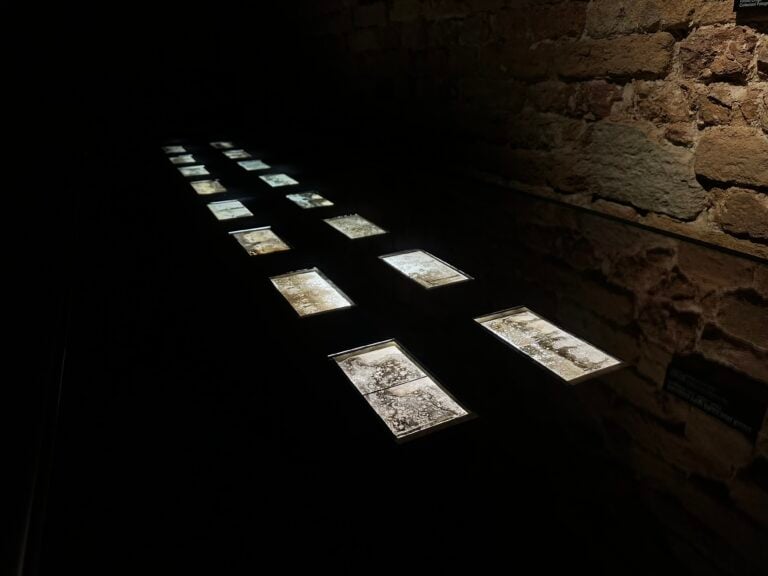 Joan Fontcuberta, Cultura di polvere, installation view at Museo Fortuny, Venezia, 2024