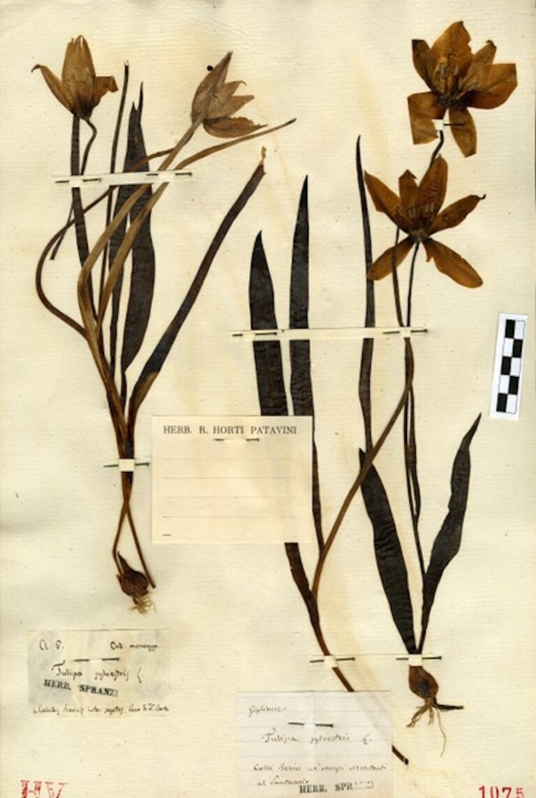 Tulipa Sylvestris, Museo botanico, Padova