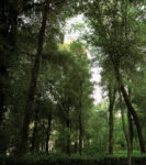 bosco della ragnaia foto stefano baroni frances lansing laurent kalfala 1 Vicino a Siena c'è un bosco meditativo pieno di opere d'arte in costruzione da 30 anni