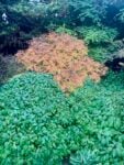 esempio di foliage a siepe Giardini e colonialismo. La storia di Mount Tomah in Australia