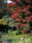 Esempio di foliage arboreo a Mount Tomah