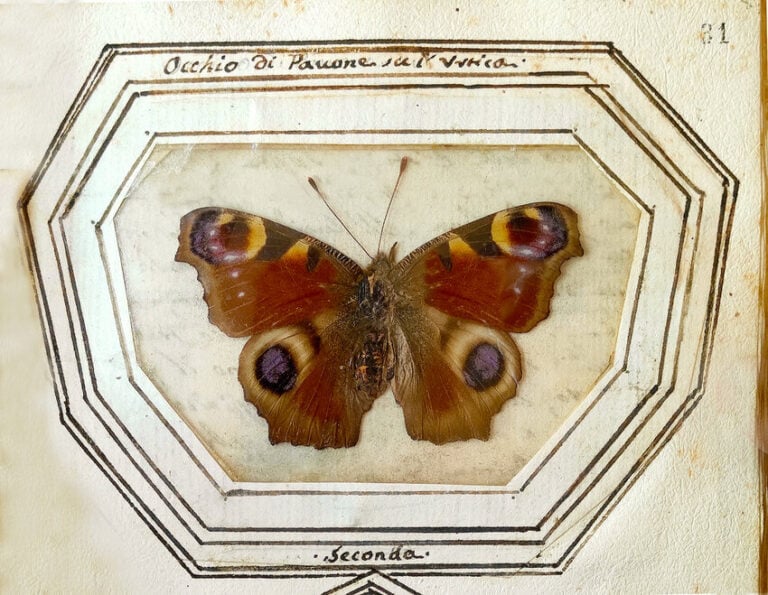 Figura 39: Aglais io. Tomo I (Ms. 3329), carta 31r. Foto M. Romano su concessione della Biblioteca Casanatense, Roma, MiC