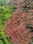 foliage a siepe Giardini e colonialismo. La storia di Mount Tomah in Australia