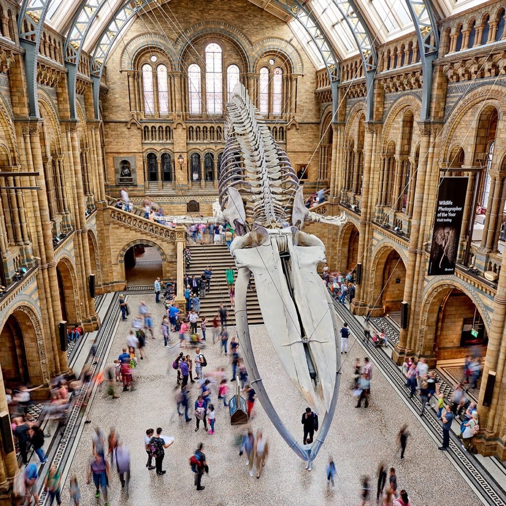 naturale history museum londra I musei inglesi alle prese con furti e sparizioni. Il caso del British Museum allerta l’intero sistema