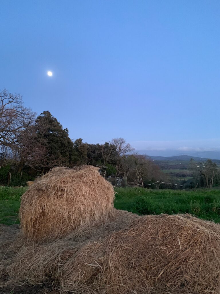 Paesaggi della Maremma. Photo Claudia Zanfi