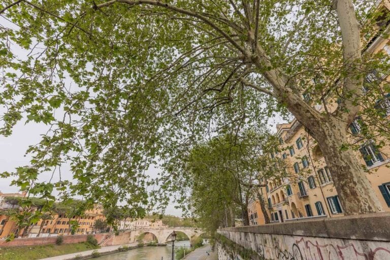 Nasce a Roma il Museo Diffuso degli Alberi. La storia della città raccontata attraverso il patrimonio arboreo