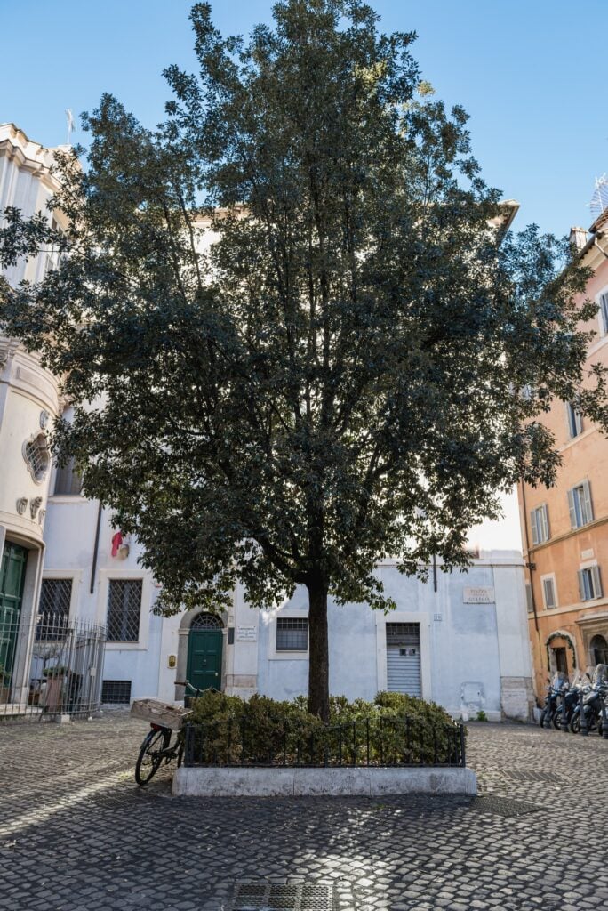 Quercia, piazza della Quercia, Roma