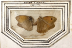 Scoperto il più antico manoscritto sulle farfalle alla Biblioteca Casanatense di Roma