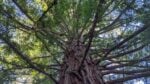 Sequoia sempervirens