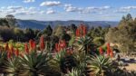 Veduta dele Blue Mountains dal Giardino Botanico di Mount Tomah