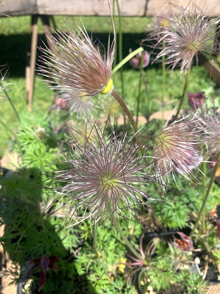 14castello di masinofoto claudia zanfi Con il FAI tre giorni di artigianato e botanica al Castello di Masino in Piemonte