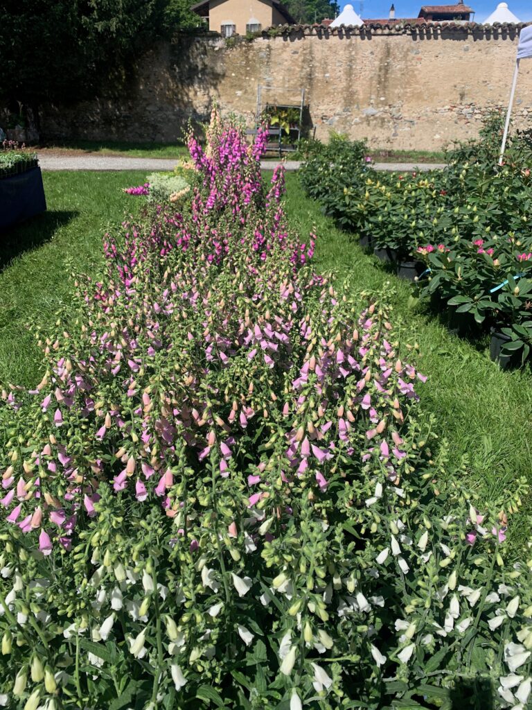 8castello di masinofoto claudia zanfi Con il FAI tre giorni di artigianato e botanica al Castello di Masino in Piemonte