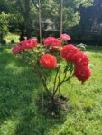 Giardino della Botanica Superiore, Boboli