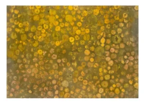 Luca Trevisani - Insalata di Fossili
