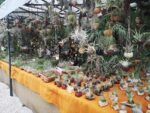 Ortidea 2021, Orto Botanico di Roma