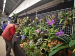 Ortidea 2021, Orto Botanico di Roma