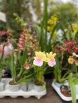 Ortidea, Orto Botanico di Roma