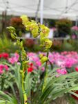 Ortidea, Orto Botanico di Roma